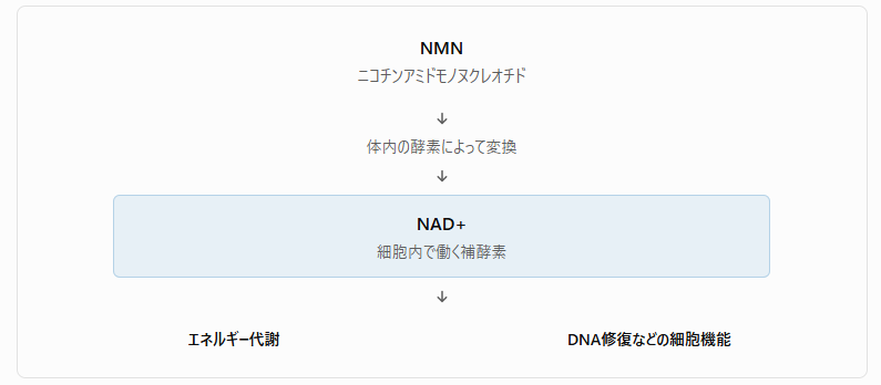 NMNとNAD+の関係